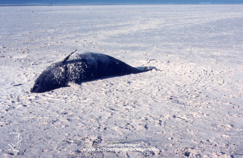 Borkum